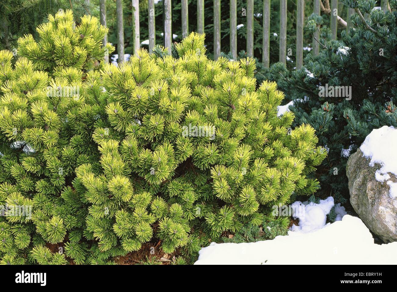 Mountain pine, Mugo pine (Pinus mugo 'Wintergold', Pinus mugo Wintergold), cultivar Wintergold Stock Photo