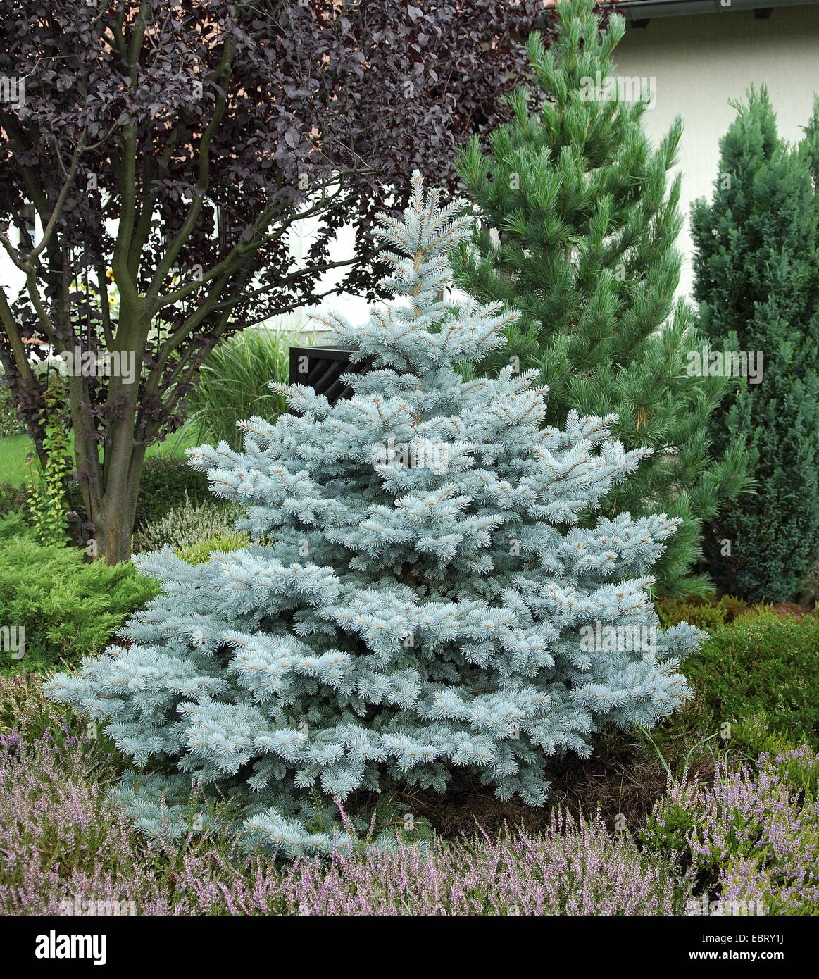 Colorado blue spruce (Picea pungens 'Koster', Picea pungens Koster), cultivar Koster Stock Photo