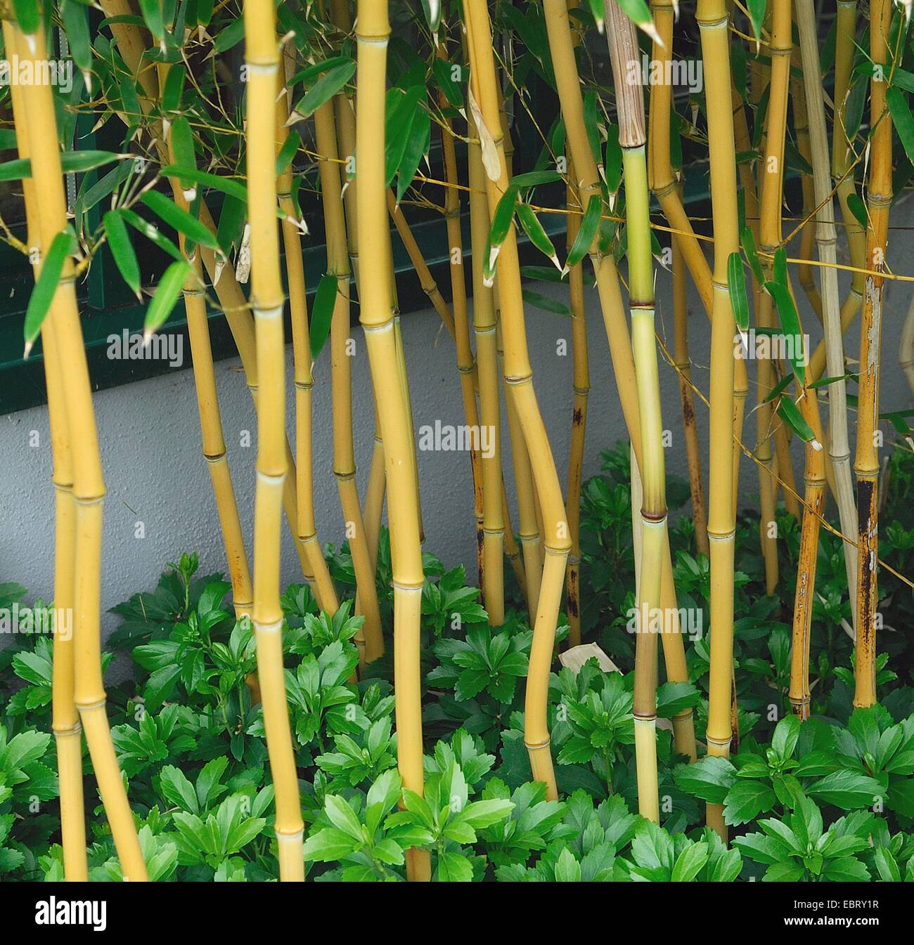 Yellow groove bamboo (Phyllostachys aureosulcata 'Spectabilis', Phyllostachys aureosulcata Spectabilis), cultivar Spectabilis sprouts, together with Pachysandra terminalis Stock Photo
