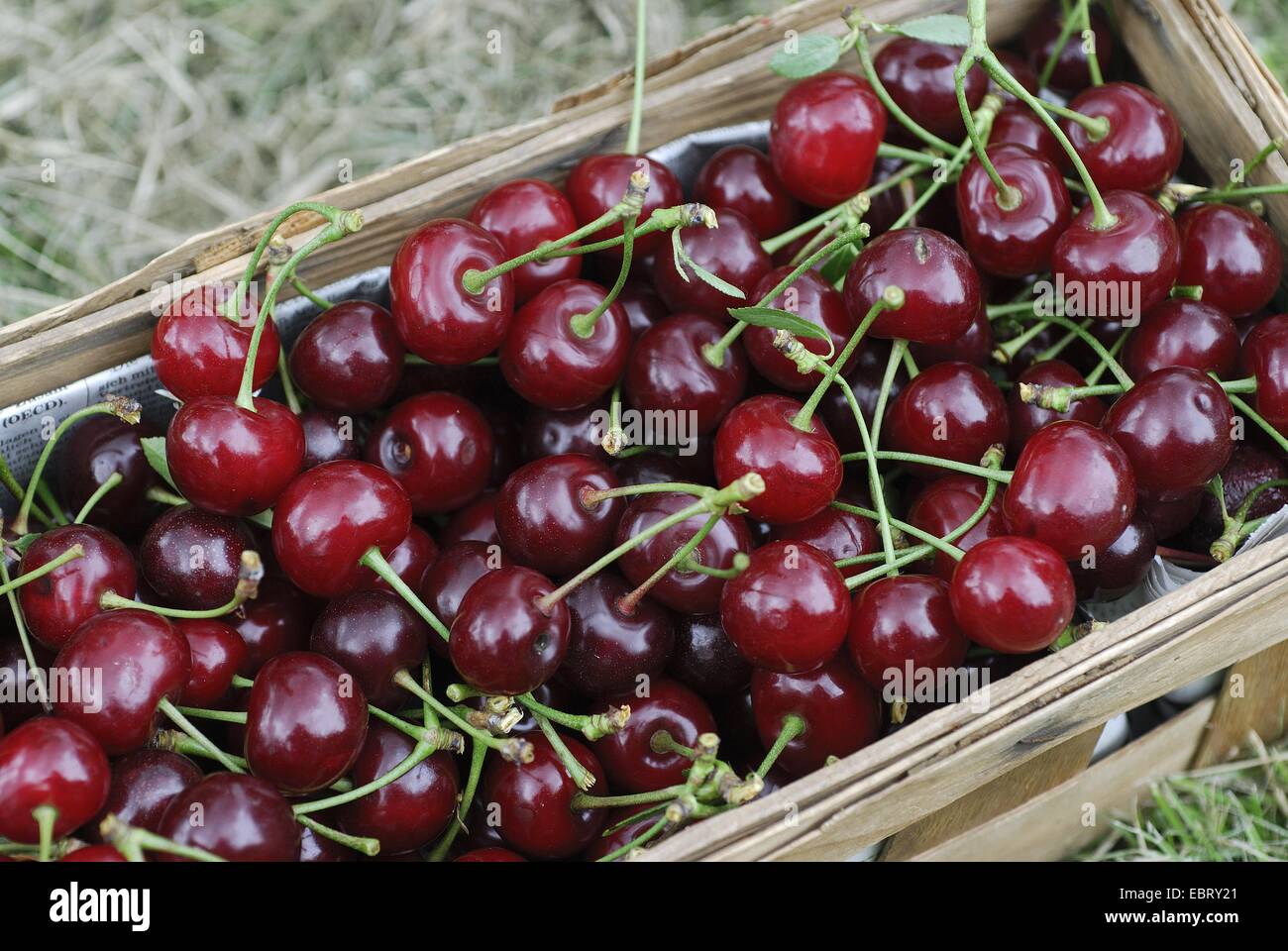 dwarf cherry, morello cherry, sour cherry (Prunus cerasus), cherries in a basket, Germany Stock Photo