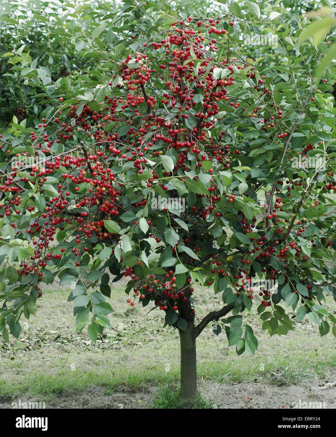 dwarf cherry, morello cherry, sour cherry (Prunus cerasus 'Scharoe', Prunus cerasus Scharoe), cultivar Scharoe Stock Photo