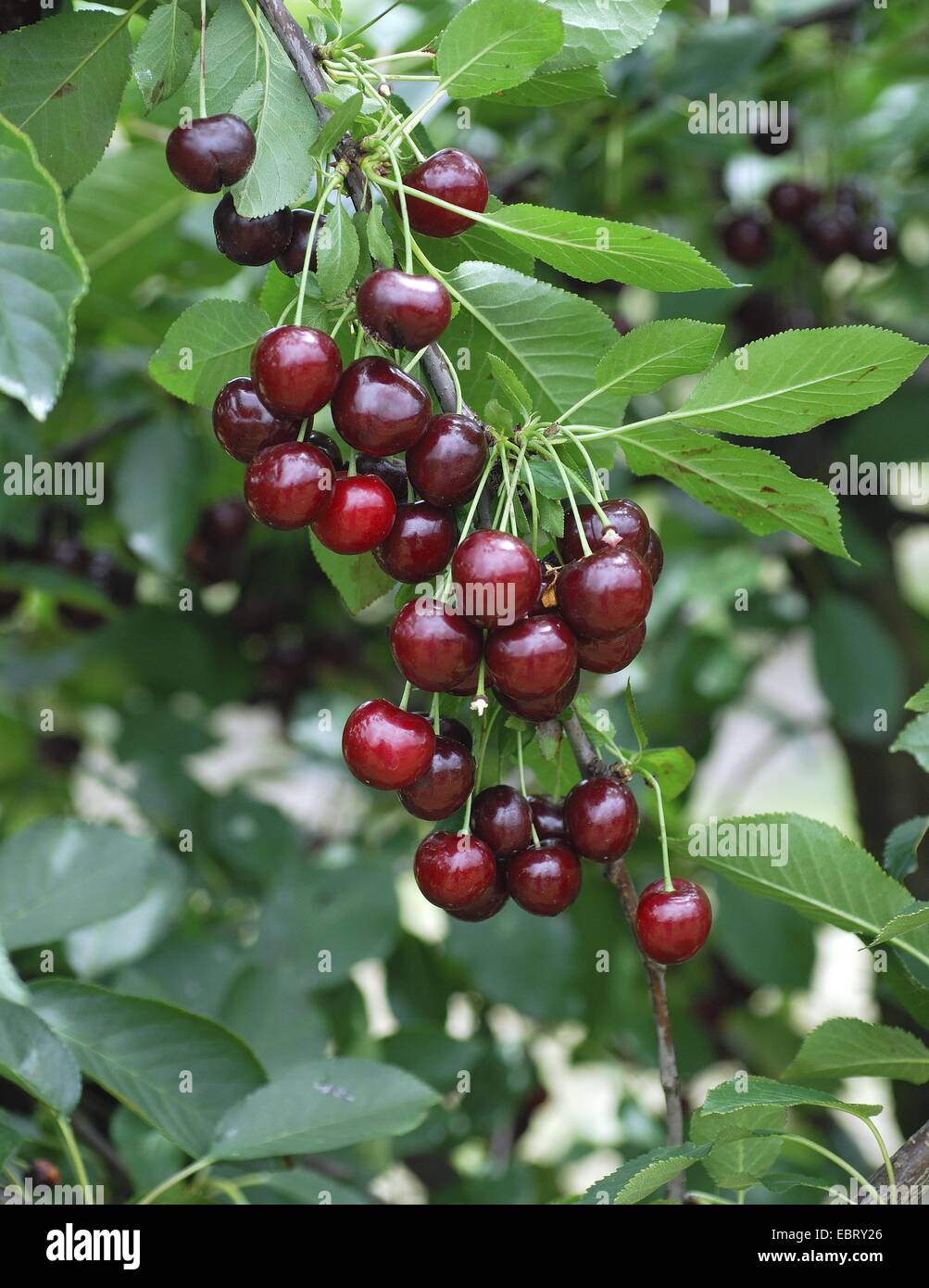 dwarf cherry, morello cherry, sour cherry (Prunus cerasus 'Achat', Prunus cerasus Achat), cultivar Achat Stock Photo