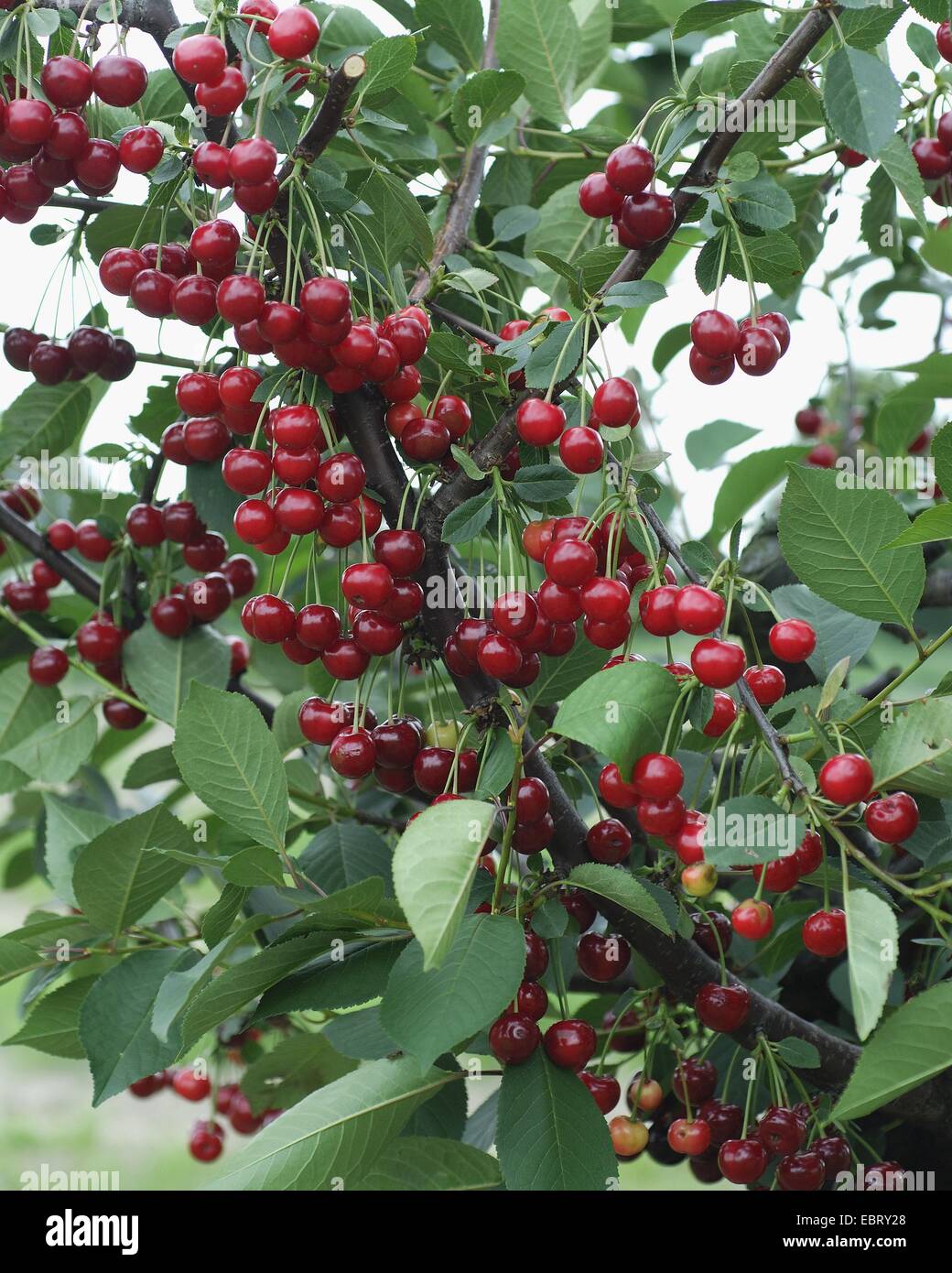 dwarf cherry, morello cherry, sour cherry (Prunus cerasus 'Scharoe