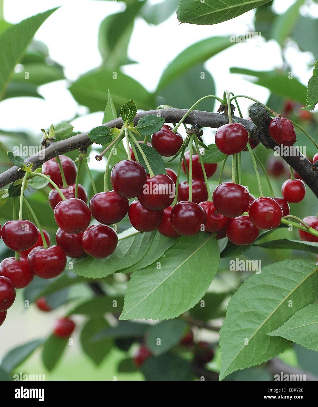 Morello cherry trees hires stock photography and images Alamy
