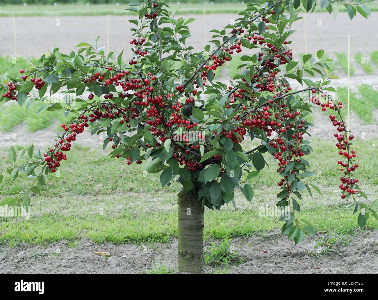dwarf cherry, morello cherry, sour cherry (Prunus cerasus 'Scharoe', Prunus cerasus Scharoe), cultivar Scharoe Stock Photo