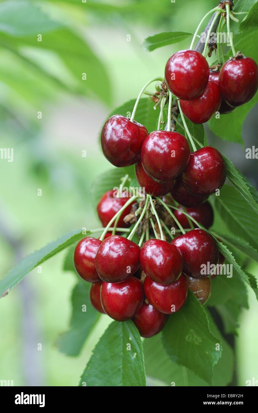 Cherry tree, Sweet cherry (Prunus avium 'Cainiola', Prunus avium Cainiola), cultivar Cainiola Stock Photo