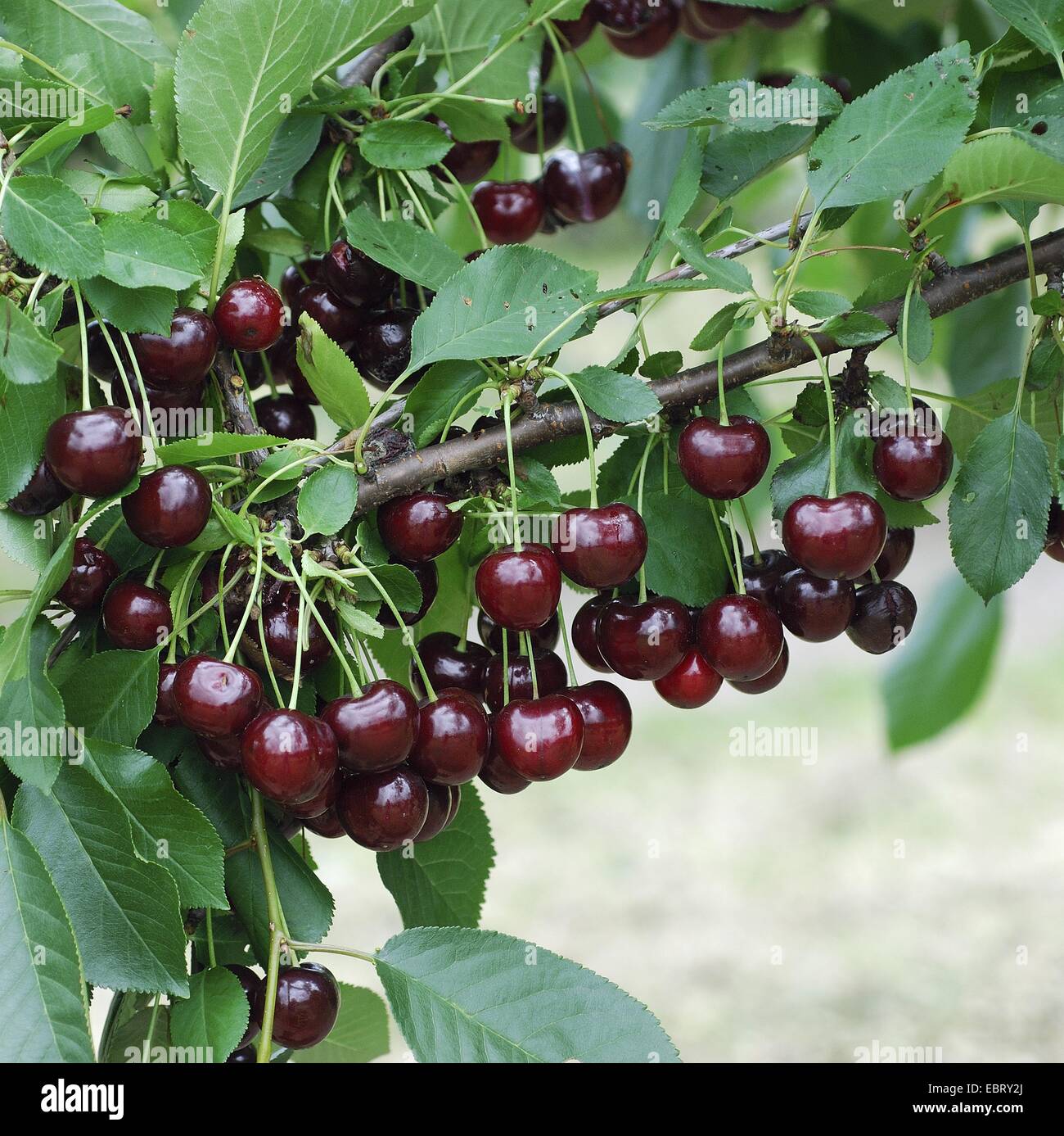 dwarf cherry, morello cherry, sour cherry (Prunus cerasus 'Achat ...