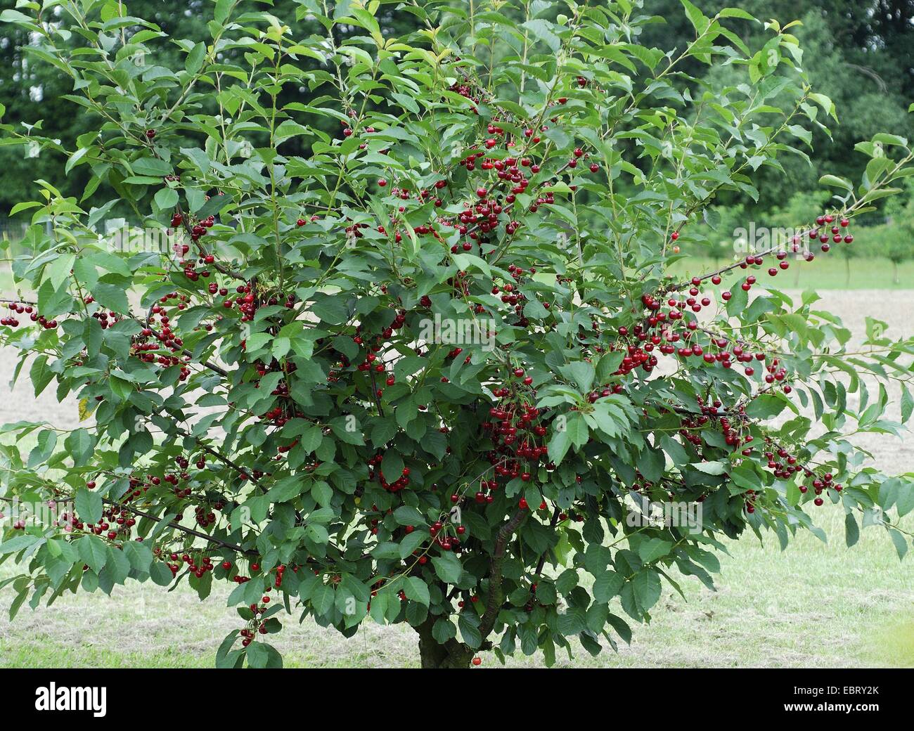 dwarf cherry, morello cherry, sour cherry (Prunus cerasus 'Rubellit ...