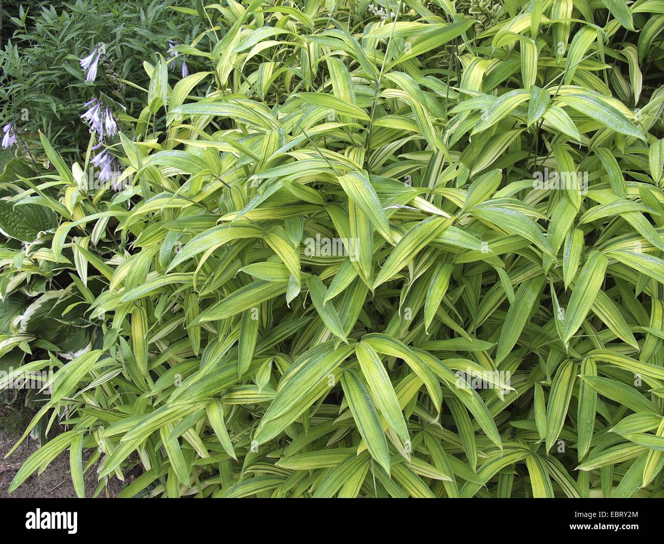 Pleioblastus viridistriatus (Pleioblastus viridistriatus), foliage Stock Photo