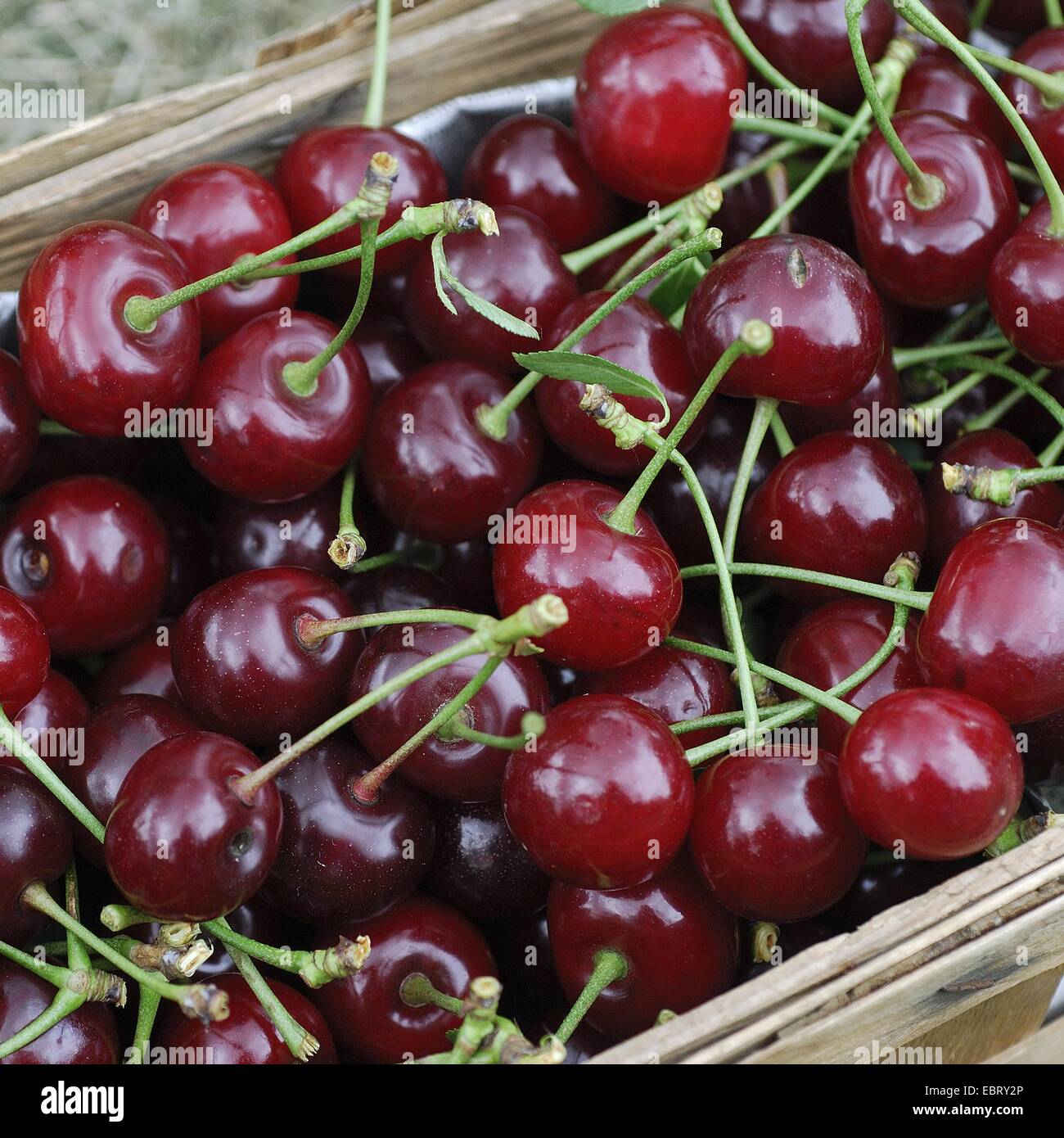 dwarf cherry, morello cherry, sour cherry (Prunus cerasus), cherries in a basket, Germany Stock Photo