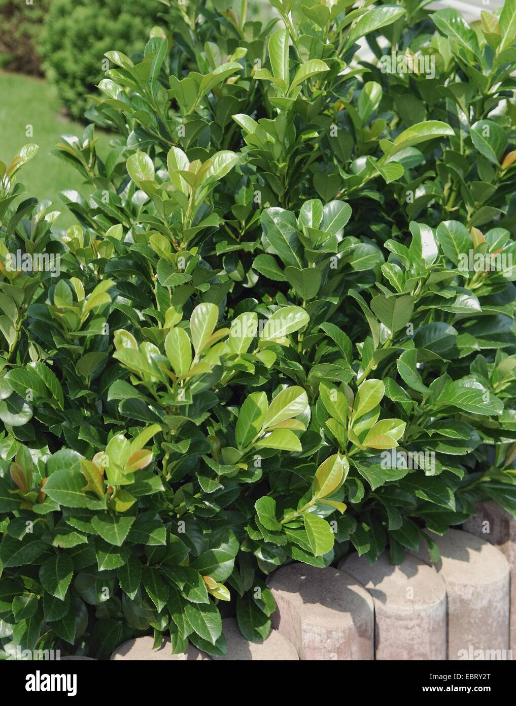 cherry-laurel (Prunus laurocerasus 'Etna', Prunus laurocerasus Etna), cultivar Etna Stock Photo