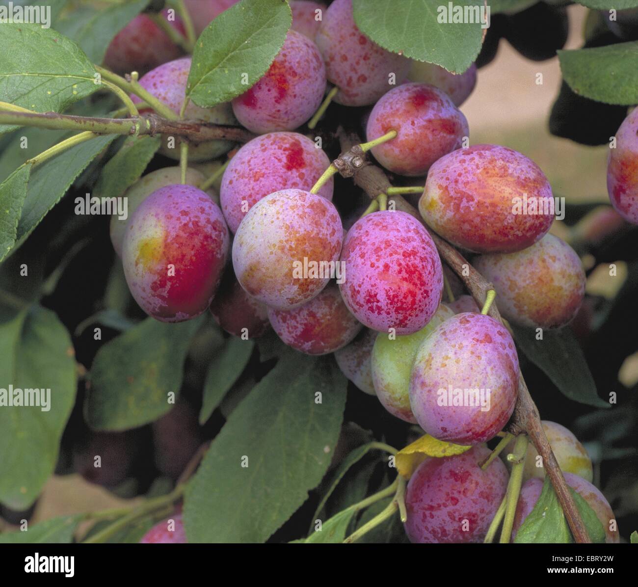 European plum (Prunus domestica 'Koenigin Viktoria', Prunus domestica Koenigin Viktoria), cultivar Koenigin Viktoria Stock Photo