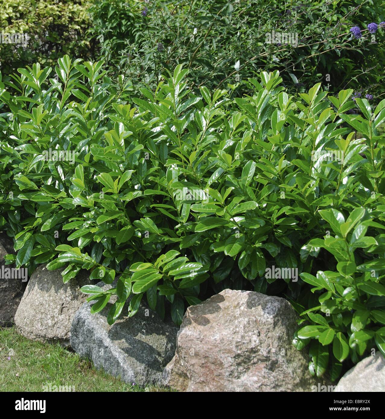 cherry-laurel (Prunus laurocerasus 'Caucasica', Prunus laurocerasus Caucasica), cultivar Caucasica Stock Photo