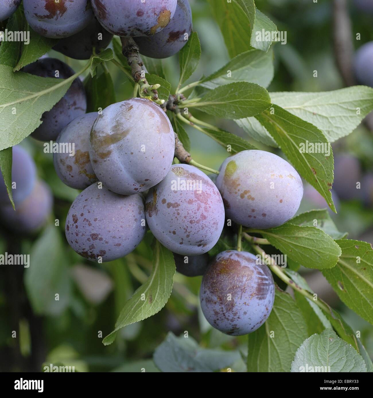European plum (Prunus domestica 'Anna Spaeth', Prunus domestica Anna Spaeth), cultivar Anna Spaeth Stock Photo
