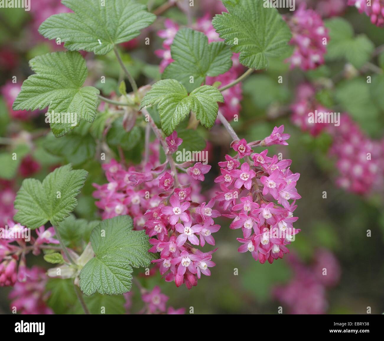 blood currant, red-flower currant, red-flowering currant (Ribes sanguineum 'King Edward VII', Ribes sanguineum King Edward VII), cultivar King Edward VII Stock Photo