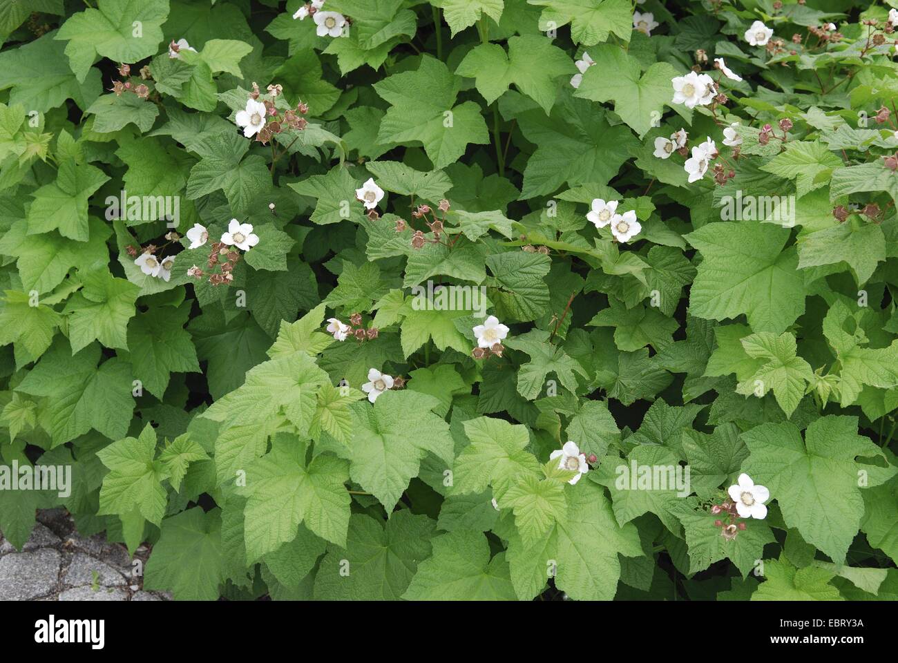 thimbleberry, western thimble-berry (Rubus parviflorus), blooming Stock Photo