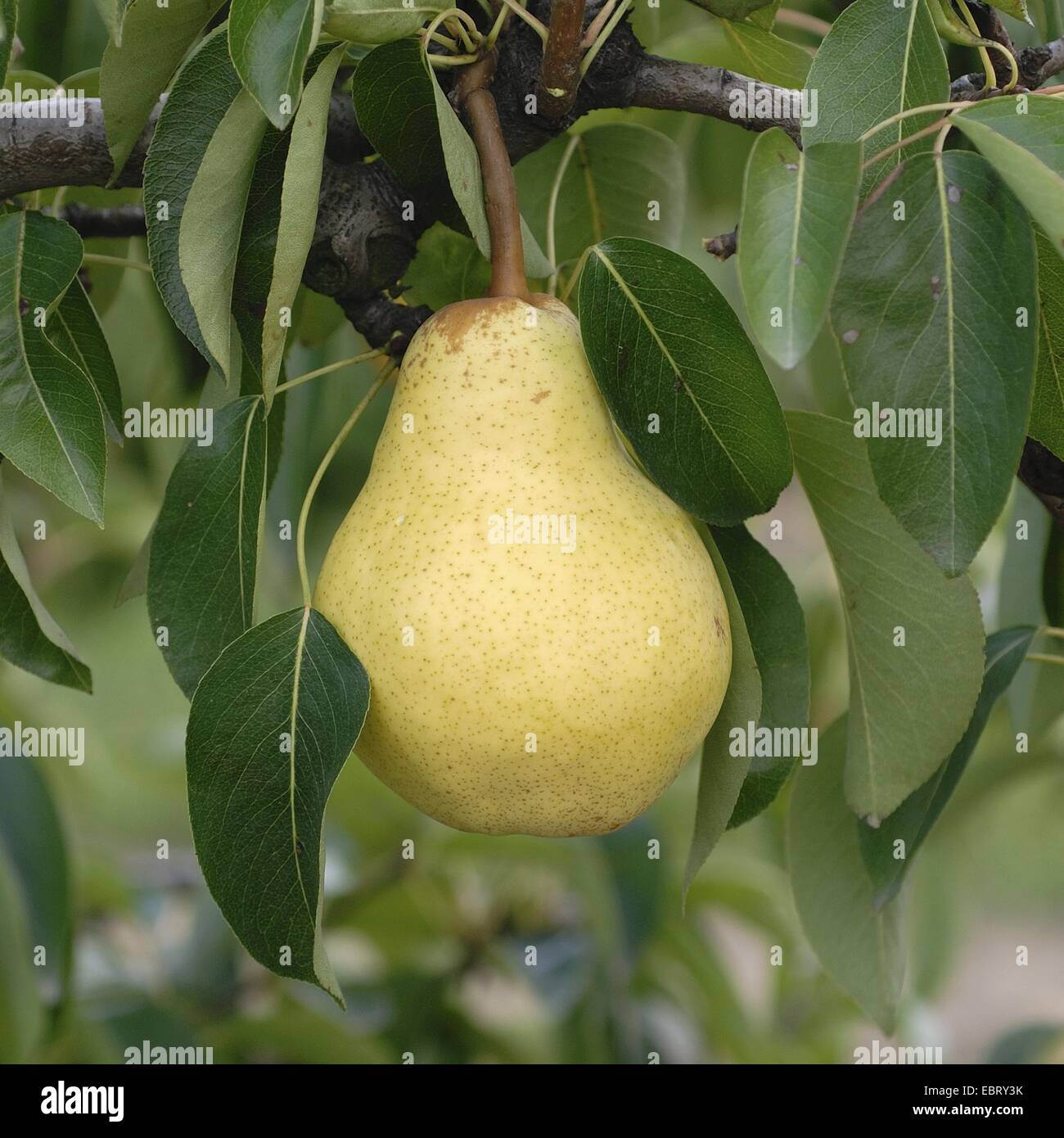 common pear (Pyrus communis 'Williams Christ', Pyrus communis Williams Christ), cultivar Mme Williams Christ Stock Photo
