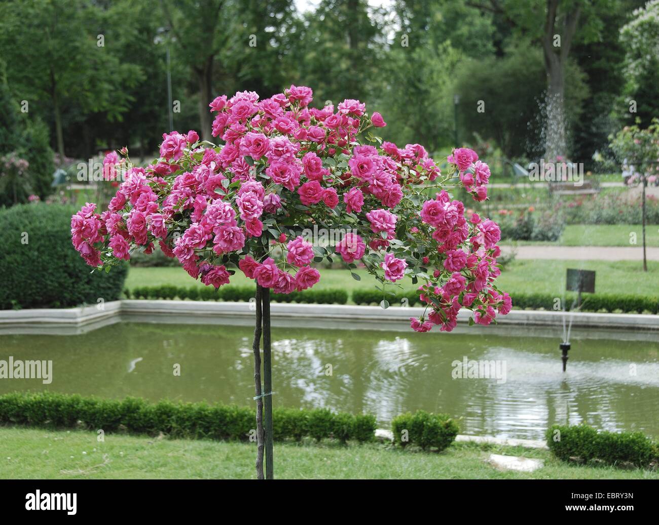 ornamental rose (Rosa 'Rody', Rosa Rody), cultivar Rody Stock Photo