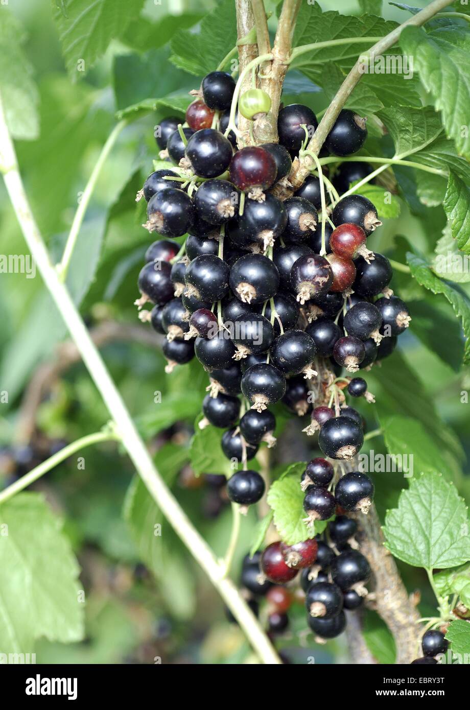 European black currant (Ribes nigrum 'Titania', Ribes nigrum Titania), cultivar Titania Stock Photo