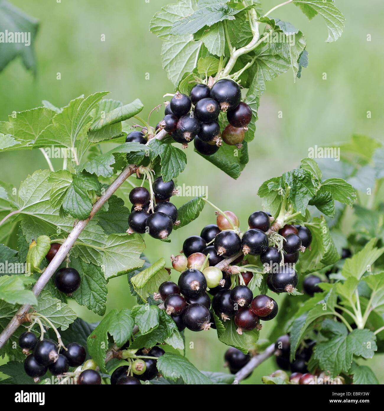 European black currant (Ribes nigrum 'Ben Sarek', Ribes nigrum Ben Sarek), cultivar Ben Sarek Stock Photo