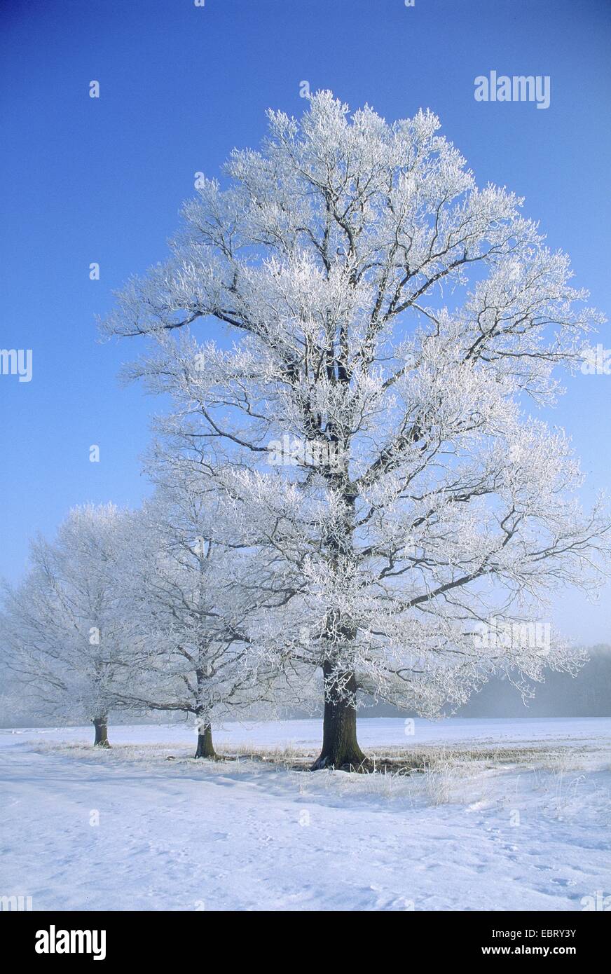Sessile oak (Quercus petraea), in snow, Germany Stock Photo