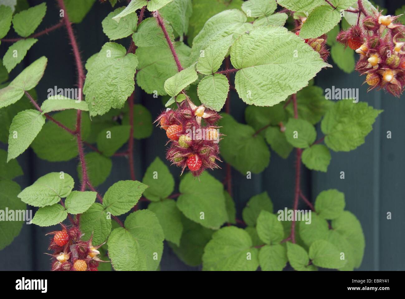 wine raspberry, wineberry (Rubus phoenicolasius), fruiting Stock Photo