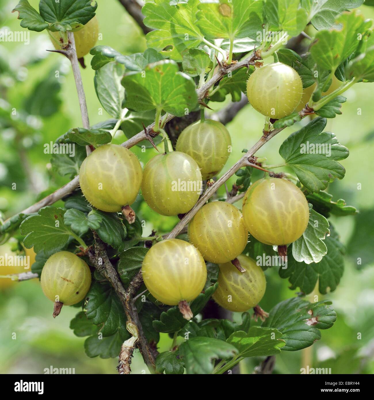 wild gooseberry, European gooseberry (Ribes uva-crispa 'Rixanta', Ribes uva-crispa Rixanta), cultivar Rixanta Stock Photo