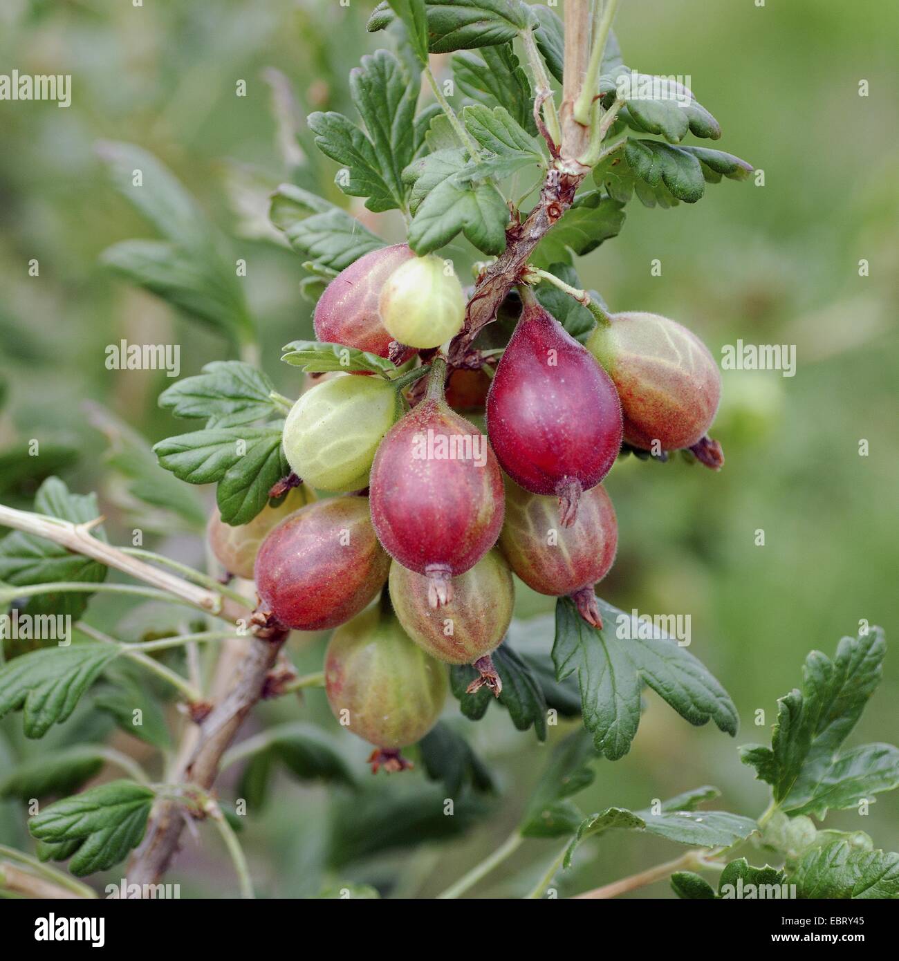 wild gooseberry, European gooseberry (Ribes uva-crispa 'Rolonda', Ribes uva-crispa Rolonda), red gooseberry, cultivar Rolonda Stock Photo