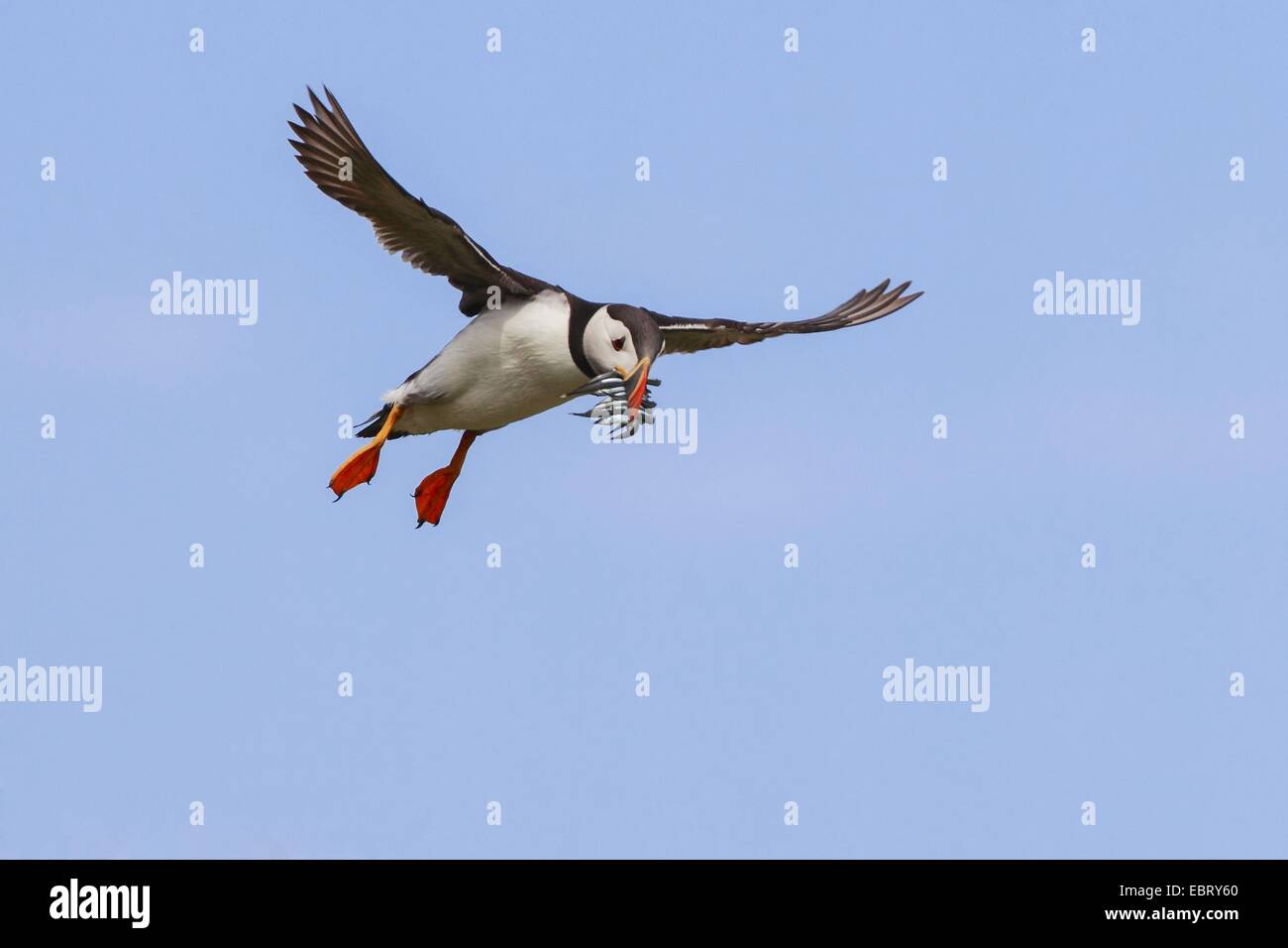 Atlantic puffin, Common puffin (Fratercula arctica), flying with fishes in the beak, United Kingdom, Scotland Stock Photo