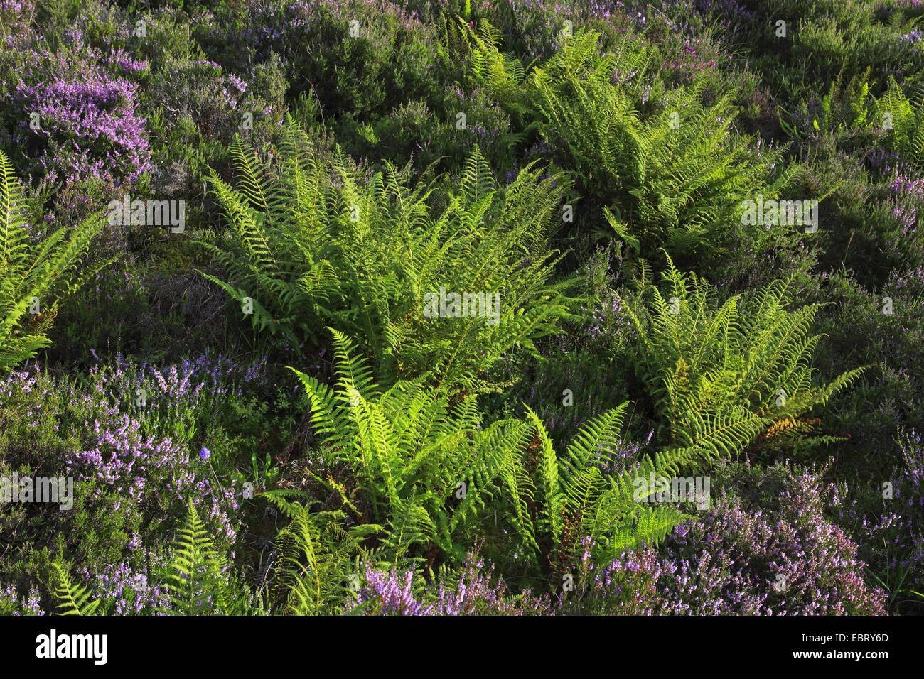 Common Heather, Ling, Heather (Calluna vulgaris), blooming heath with ferns, United Kingdom, Scotland Stock Photo