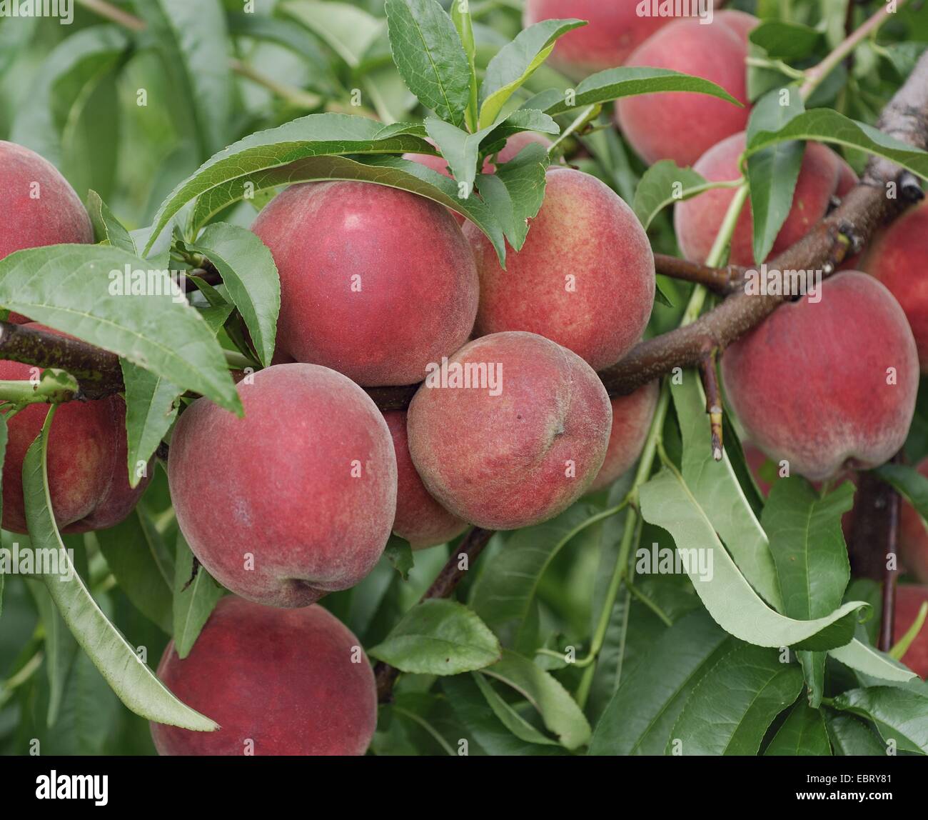 peach (Prunus persica 'Elma', Prunus persica Elma), cultivar Elma Stock Photo