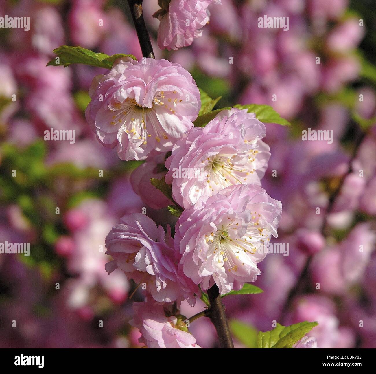 Flowering almond (Prunus triloba), blooming Stock Photo