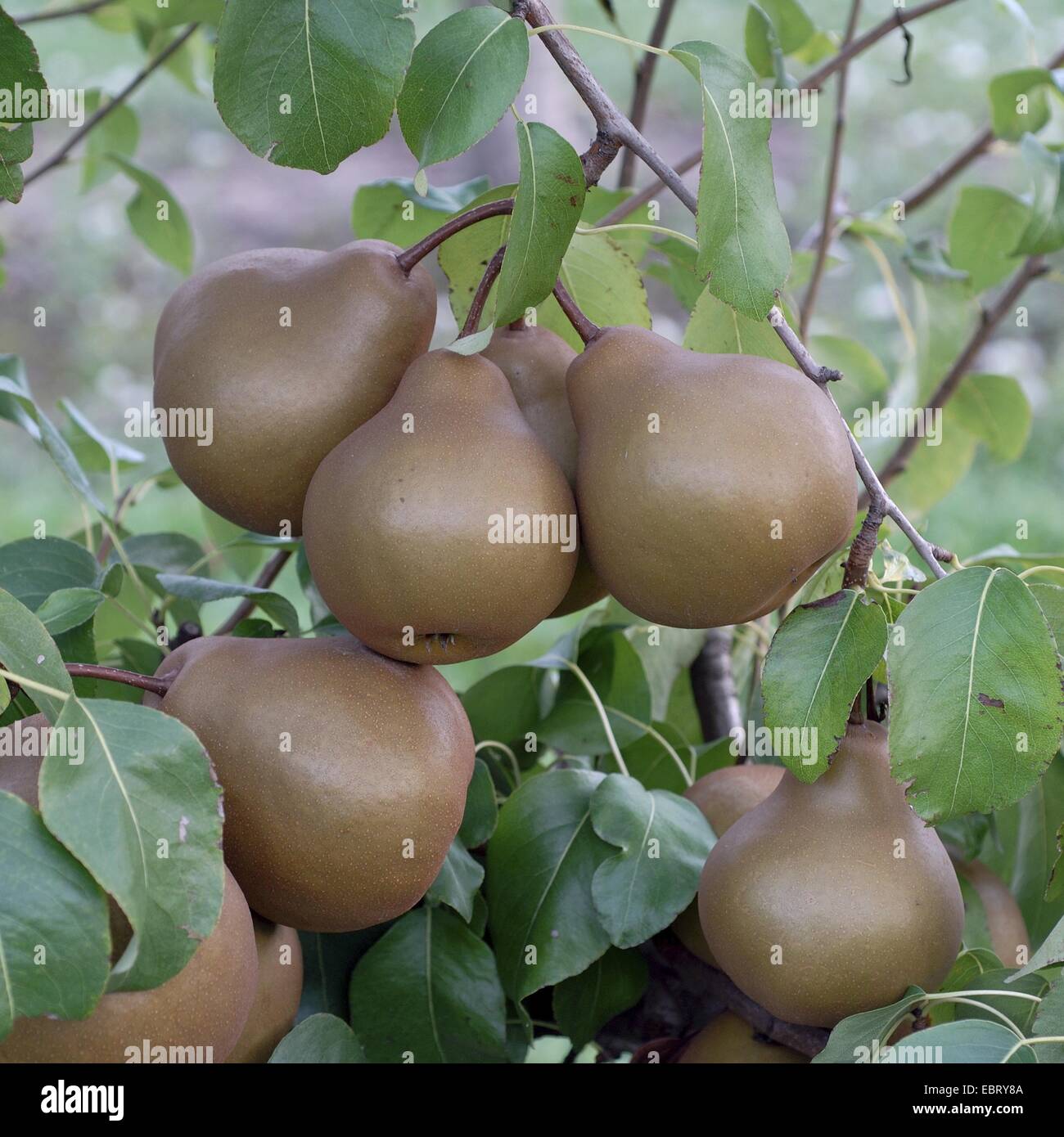 common pear (Pyrus communis 'Uta', Pyrus communis Uta), cultivar Mme Uta Stock Photo