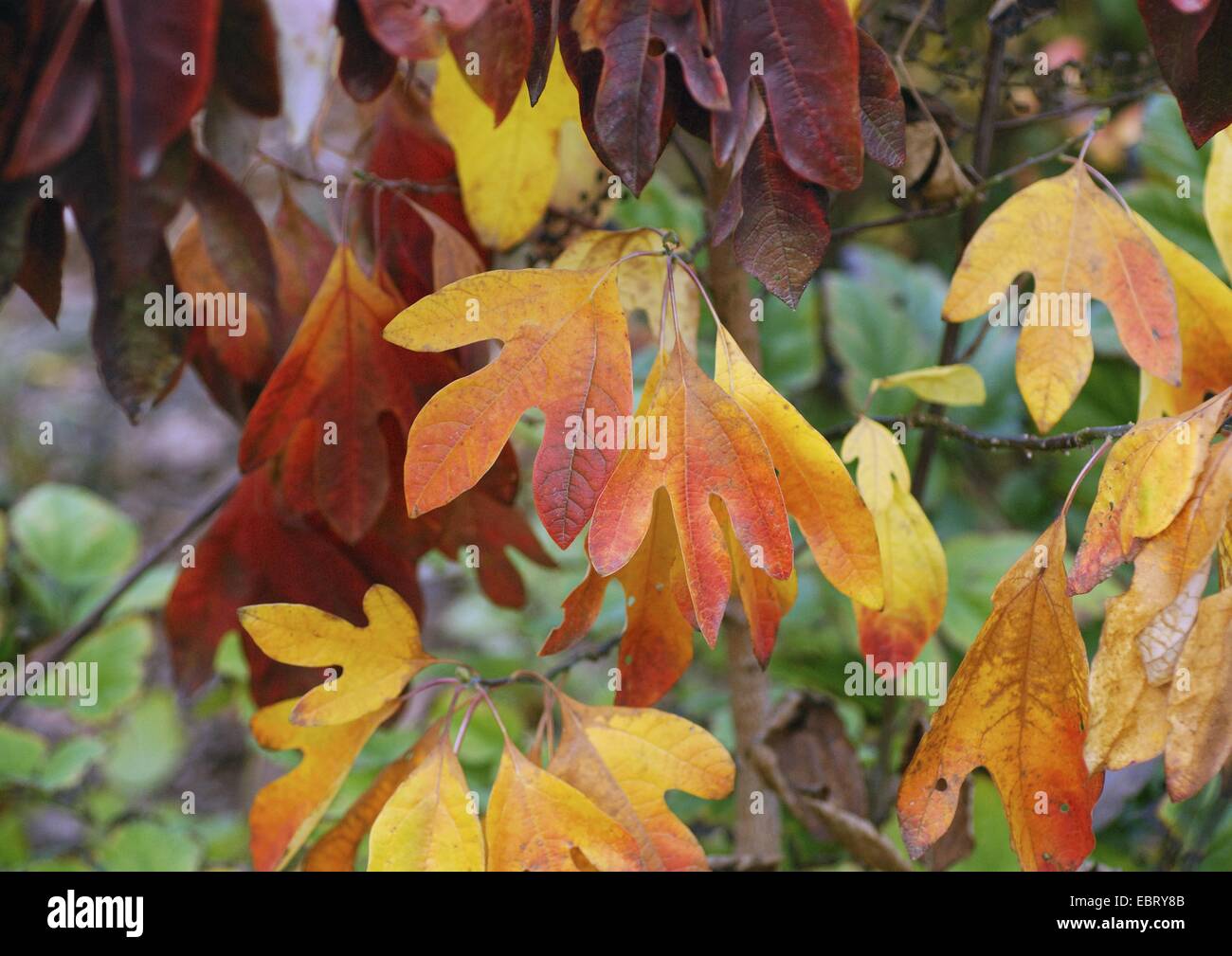 sassafras (Sassafras albidum), autumn leaves Stock Photo