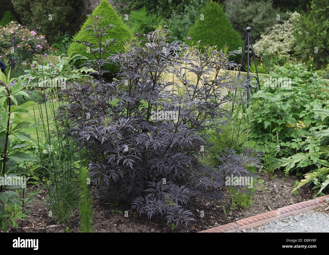 European black elder, Elderberry, Common elder (Sambucus nigra 'Black Lace', Sambucus nigra Black Lace), cultivar Black Lace Stock Photo