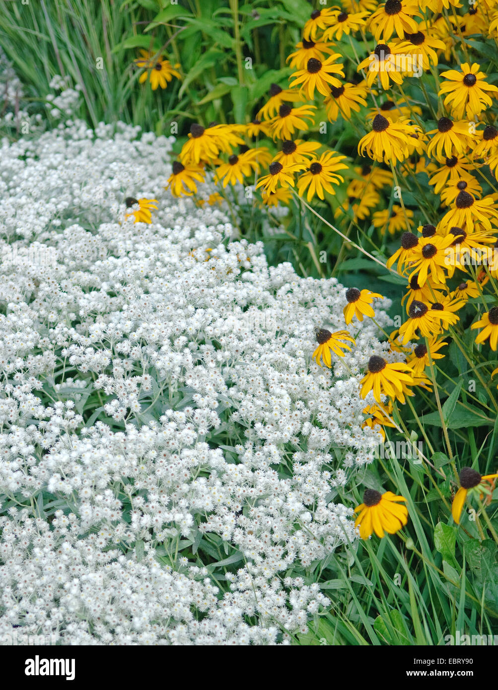 Pearly everlasting (Anaphalis triplinervis 'Sommerschnee', Anaphalis triplinervis Sommerschnee), vultivar Sommerschnee, together with Rudbeckia fulgida 'Goldsturm' Stock Photo