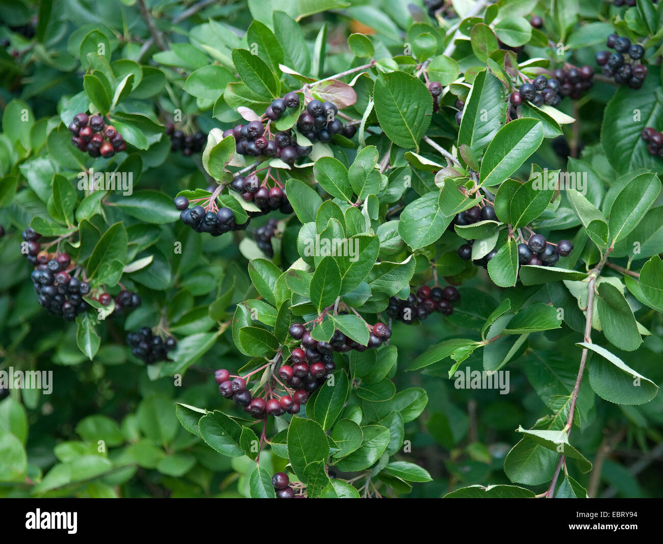 Black Chokeberry (Aronia melanocarpa 'Viking', Aronia melanocarpa Viking, Photinia melanocarpa 'Viking', Photinia melanocarpa Viking), cultivar Viking Stock Photo
