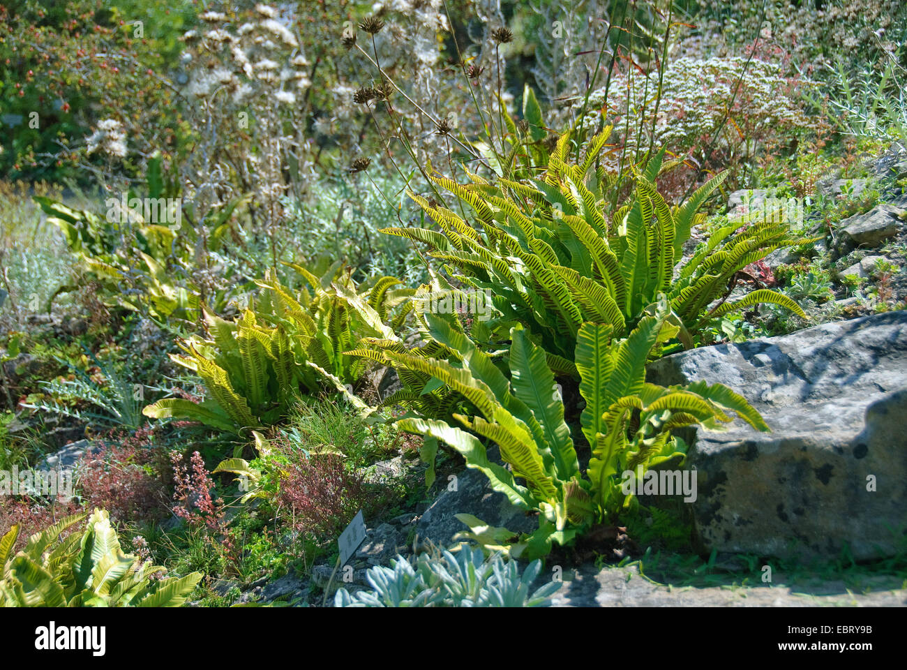 hart's tongue, European harts-tongue fern (Asplenium scolopendrium, Phyllitis scolopendrium), leaves with sporangia Stock Photo