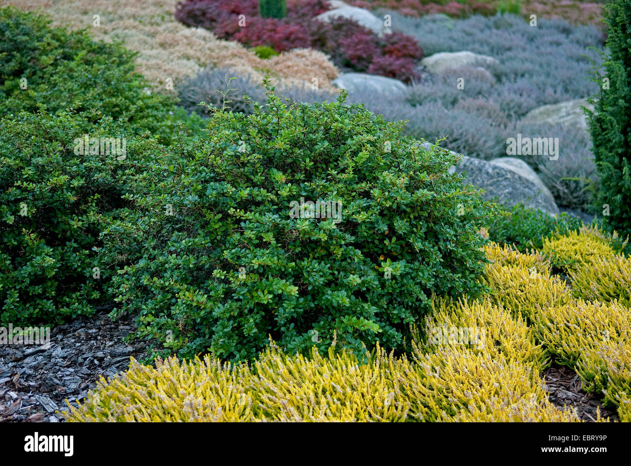 Berberis (Berberis media 'Parkjuwel', Berberis media Parkjuwel, Berberis x media), cultivar Parkjuwel Stock Photo