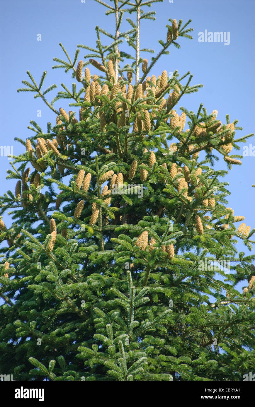 Trojan Fir, Kazdadi Fir, Turkish Fir (Abies equi-trojani, Abies nordmanniana ssp. equi-trojani), with cones Stock Photo