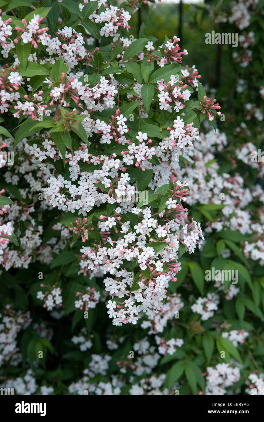 Abelie (Abelia mosanensis), blooming Stock Photo