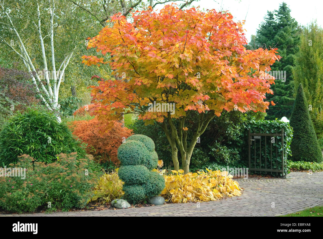 Japanese maple (Acer japonicum), in autumn Stock Photo