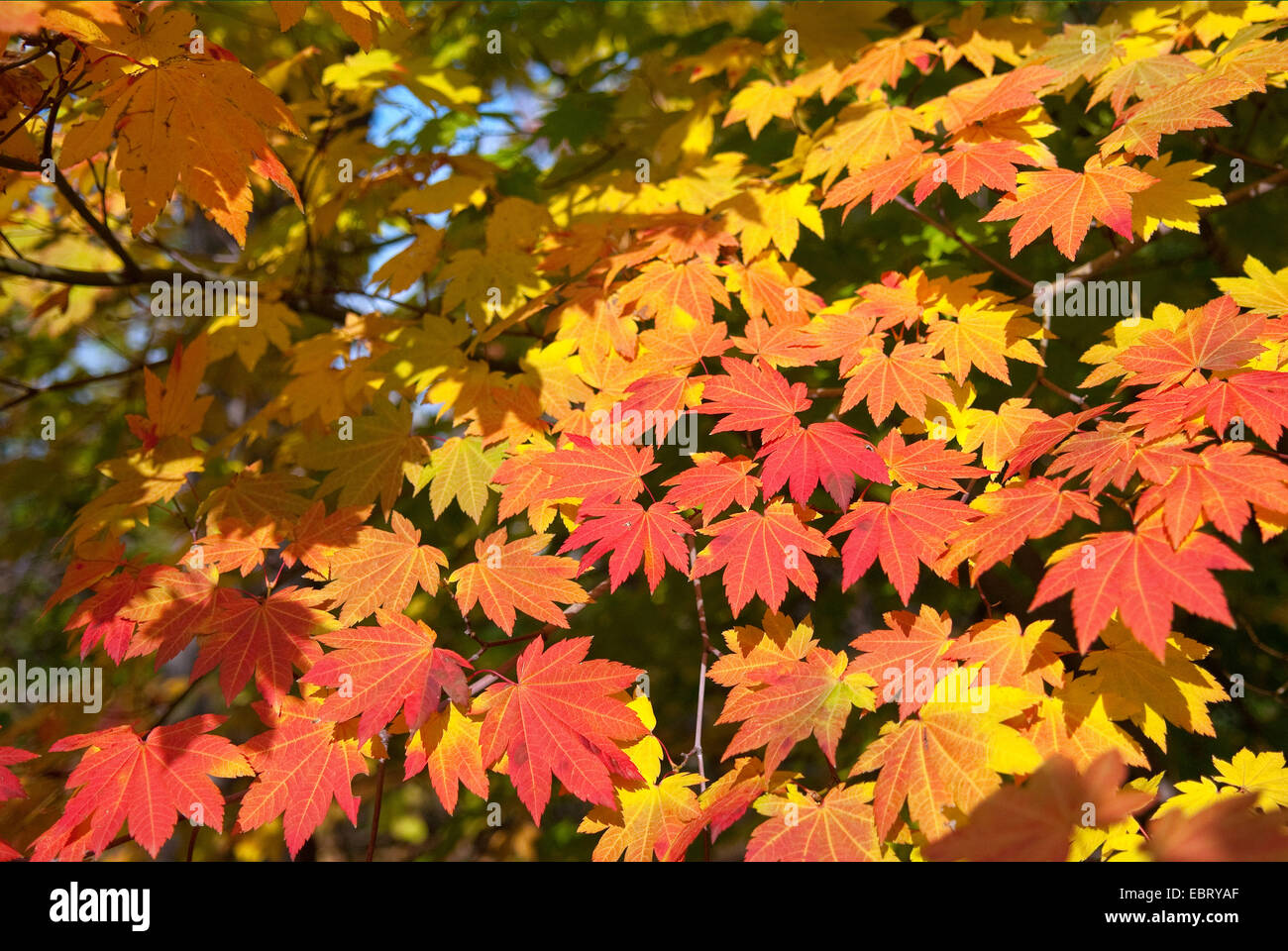Japanese maple (Acer japonicum), branch with autumn leaves Stock Photo