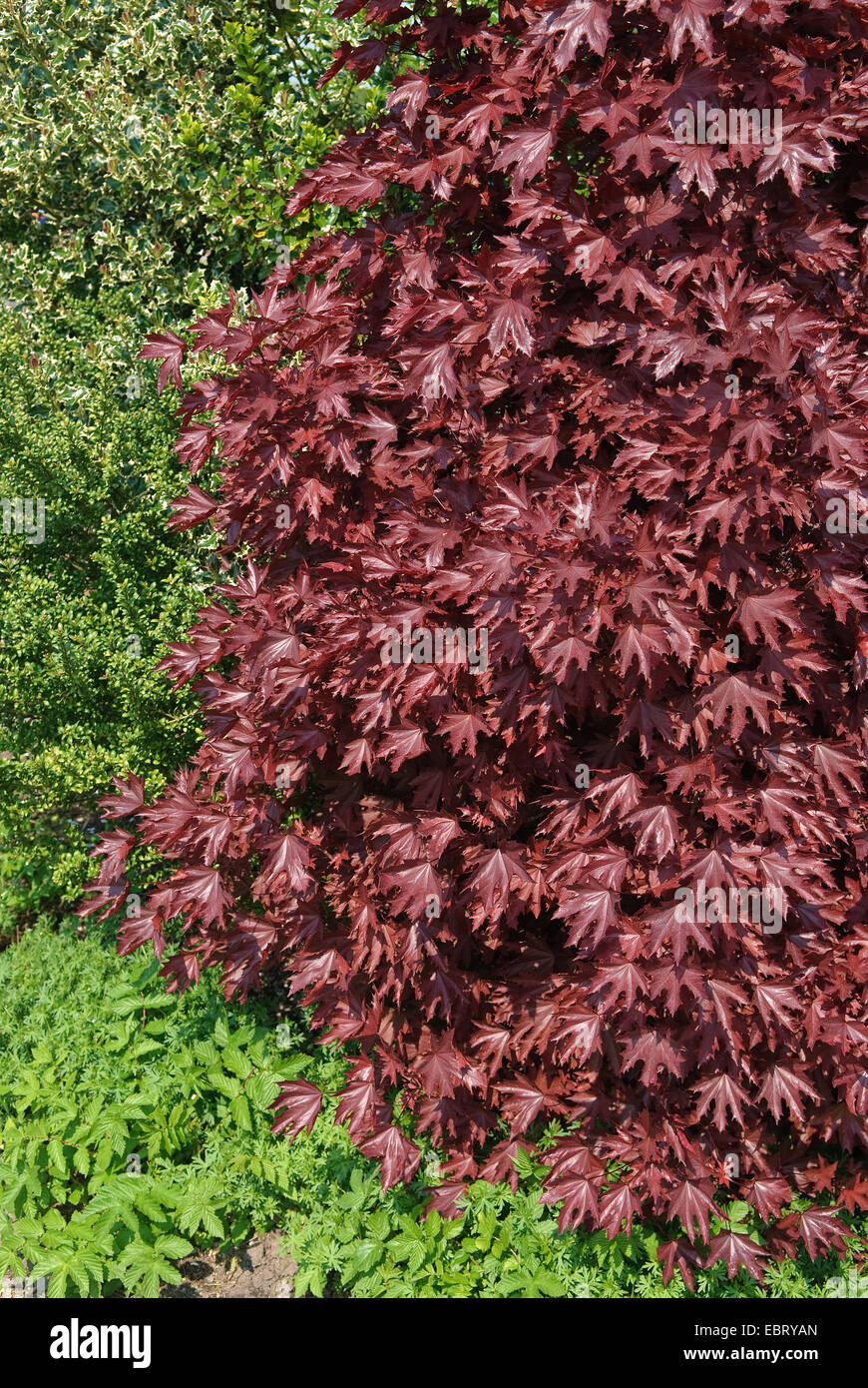 sycamore maple, great maple (Acer platanoides 'Crimson Sentry', Acer platanoides Crimson Sentry), cultivar Crimson Sentry in autumn Stock Photo