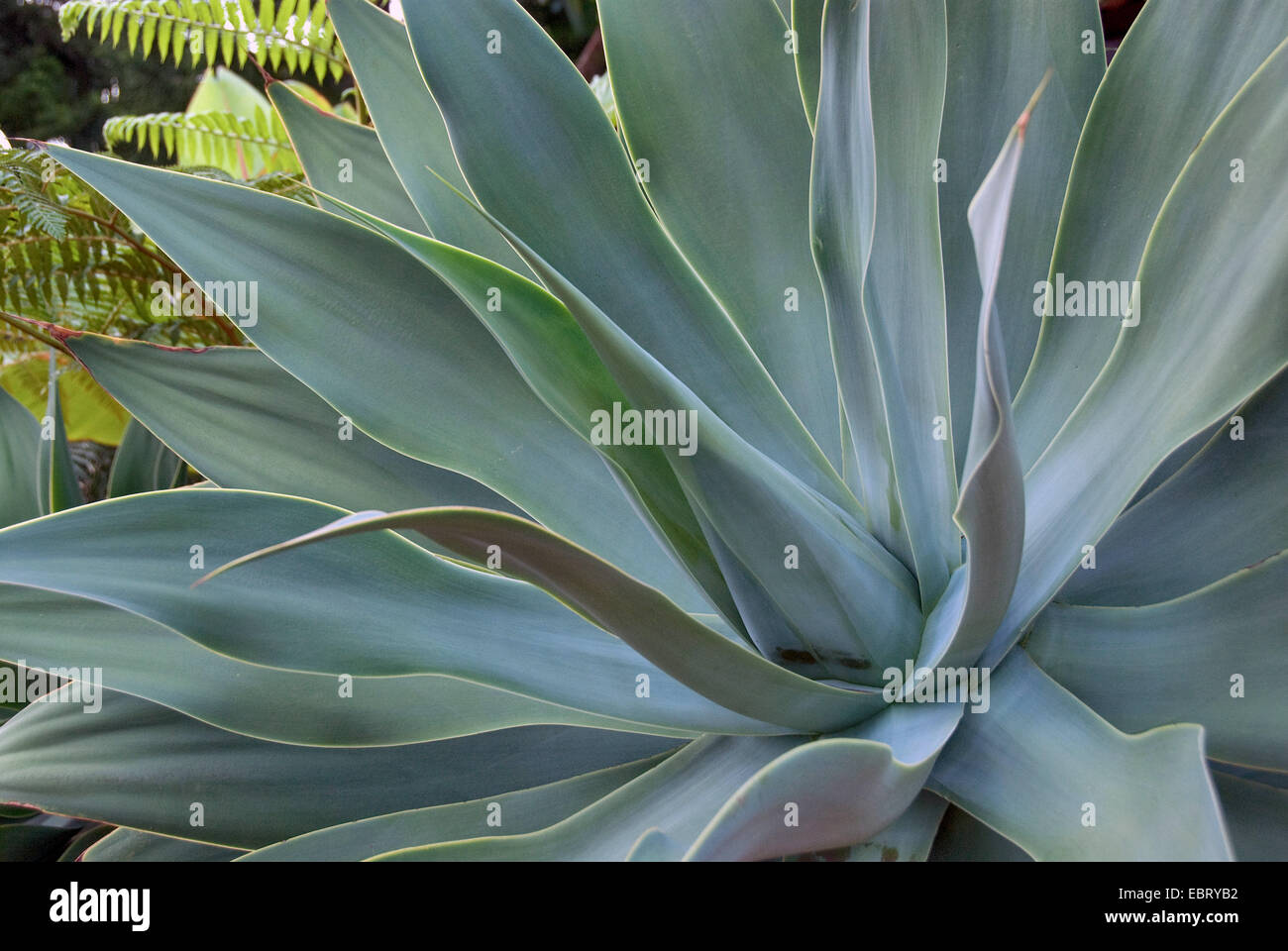 foxtail agave, spineless century plant (Agave attenuata), leaf rosette Stock Photo