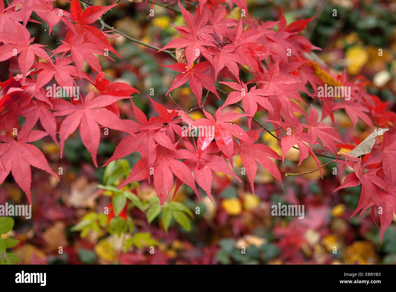 Japanese maple (Acer palmatum 'Osakazuki', Acer palmatum Osakazuki), branch with autumn leaves Stock Photo