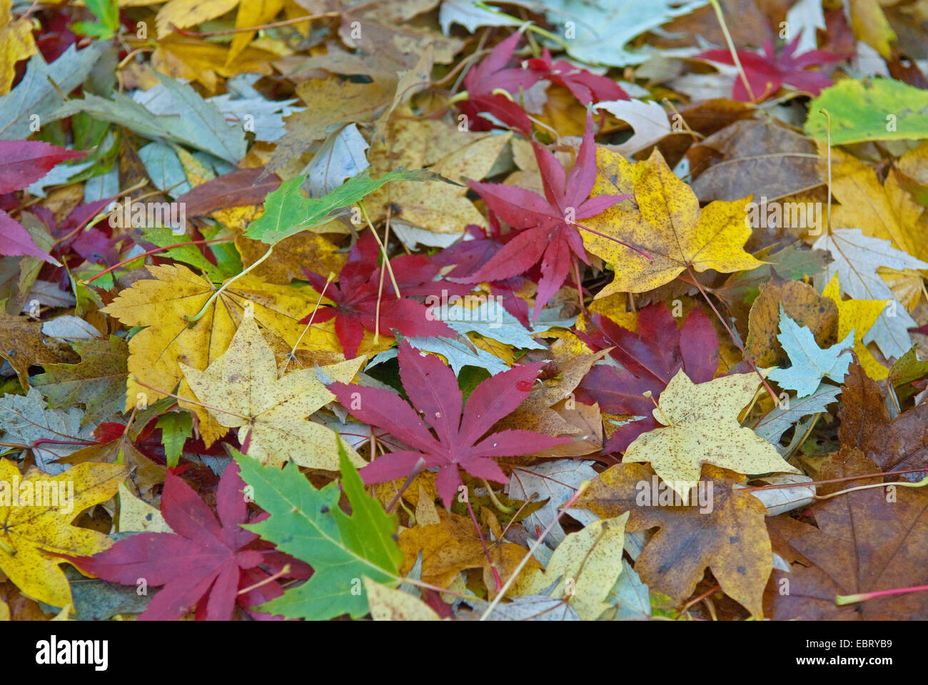 maple leaves of different species on the ground Stock Photo