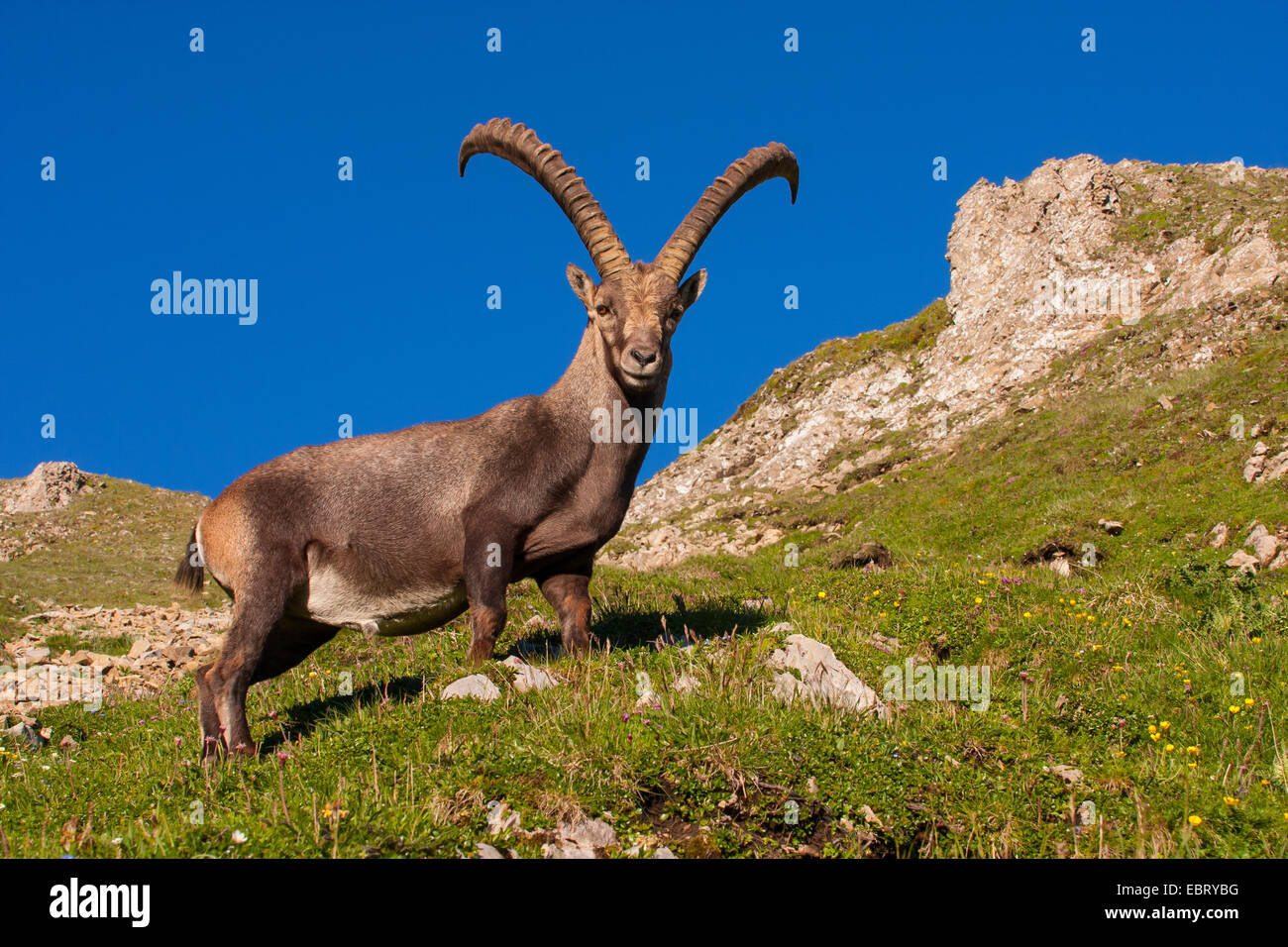 Alpine ibex (Capra ibex, Capra ibex ibex), ibex at the Swiss Alps in beautiful evening light, Switzerland, Alpstein, Altmann Stock Photo