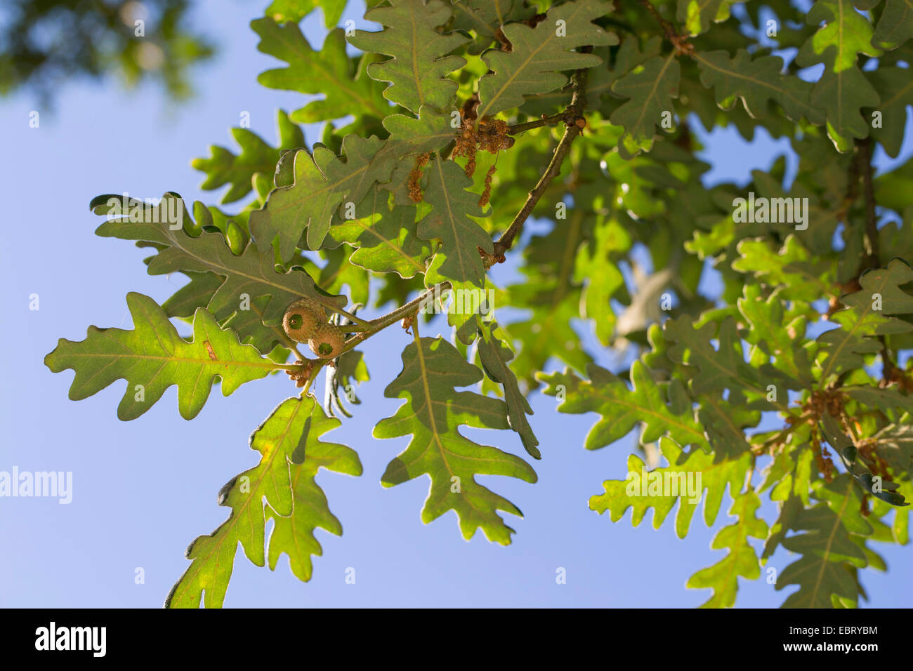 Pyrenean Oak (Quercus pyrenaica), branche with acorns against blue sky Stock Photo