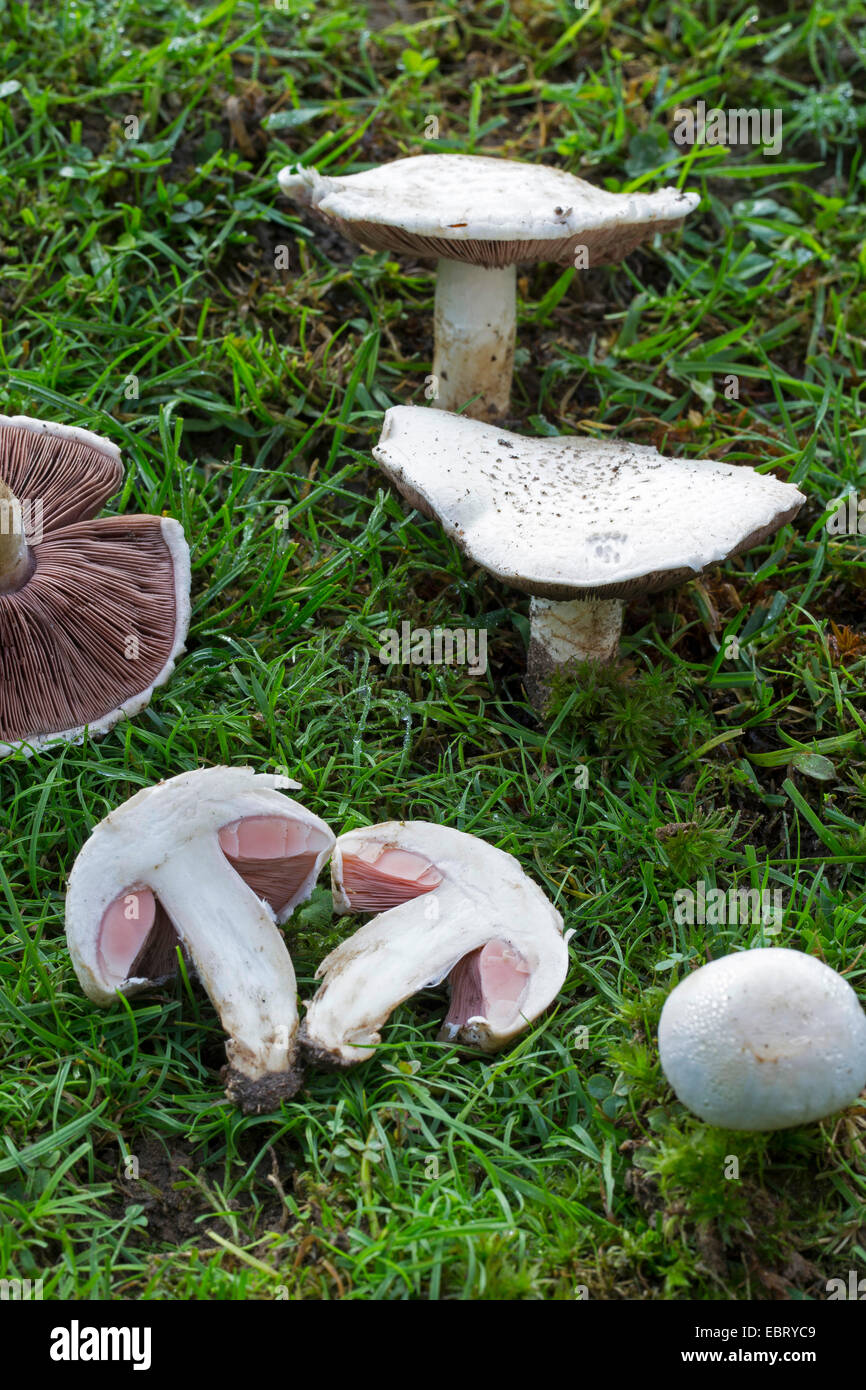 Field mushroom (Agaricus campestris), in a meadow, Germany Stock Photo